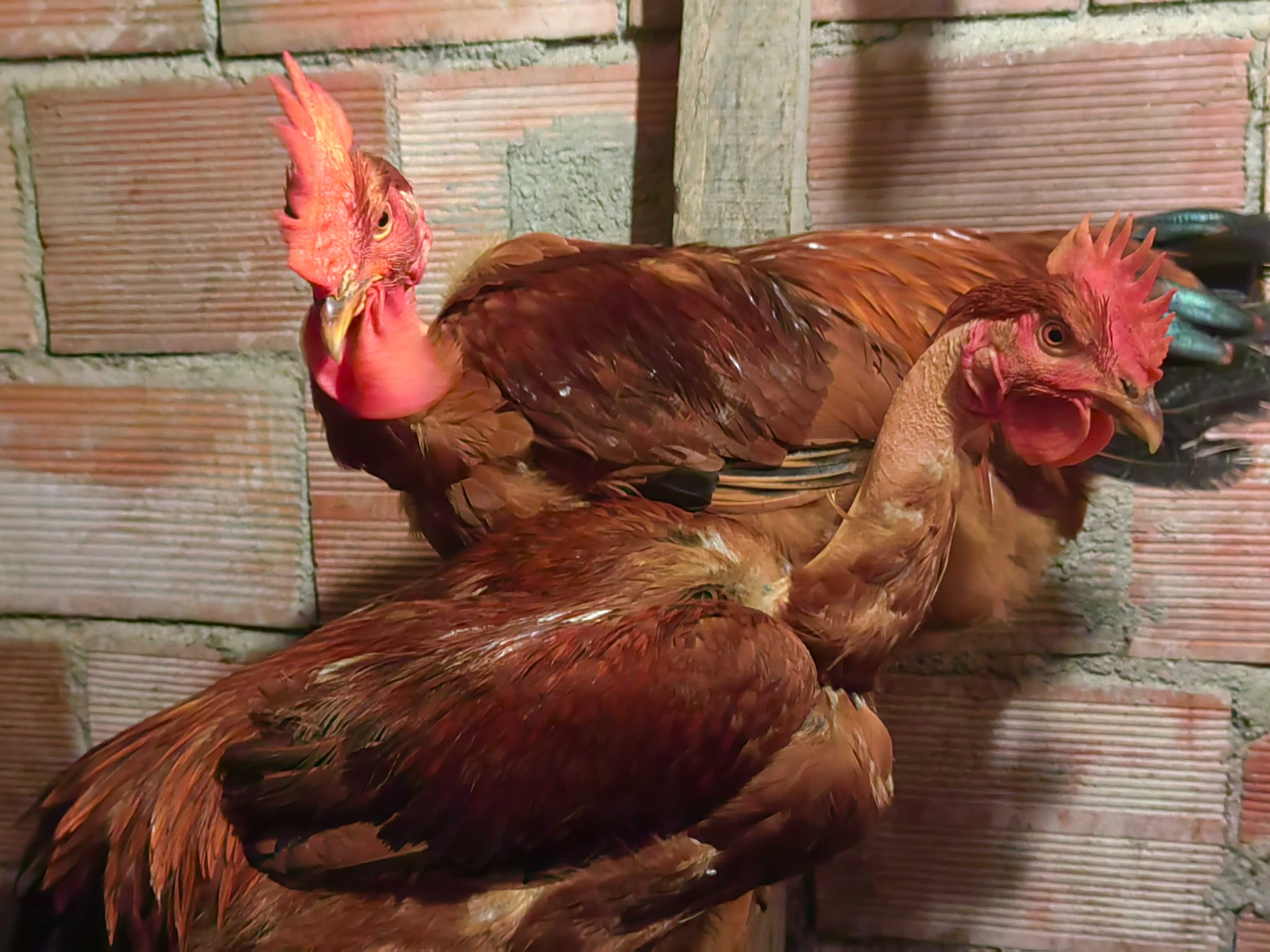 Vendo frangos caseiros