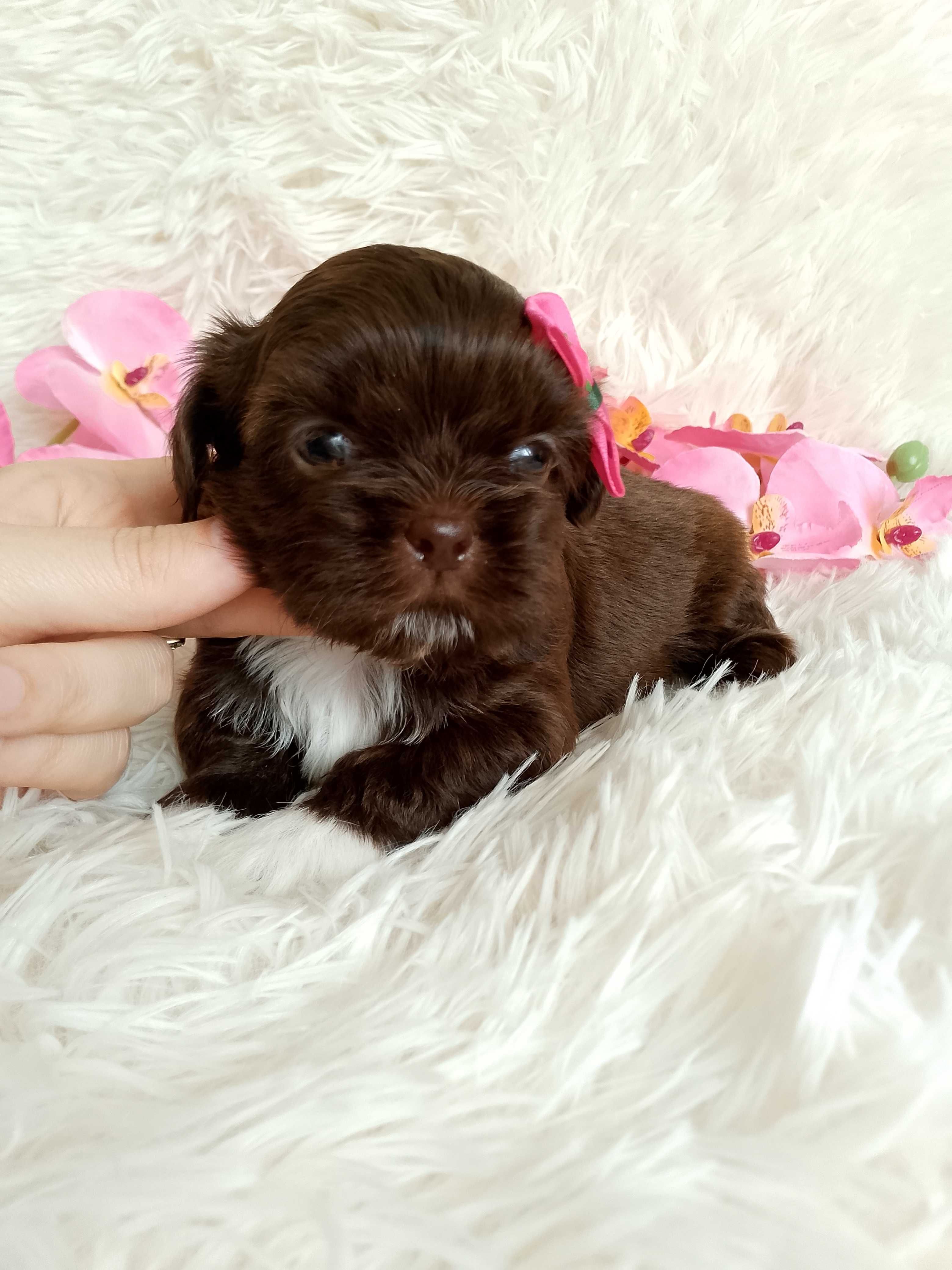 Czekoladowa suczka rasy Shih-Tzu