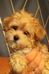 Morkie, Morkshire suczka