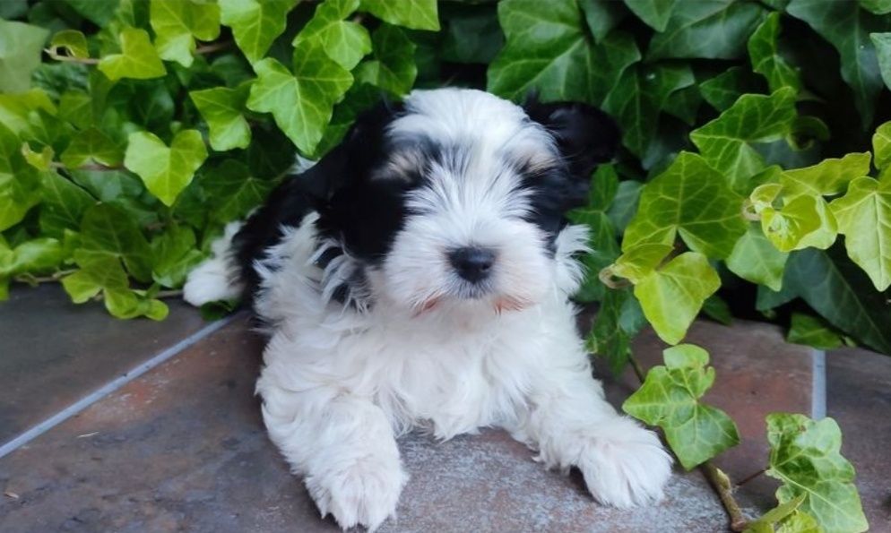 Yorkshire terrier biewer suczka