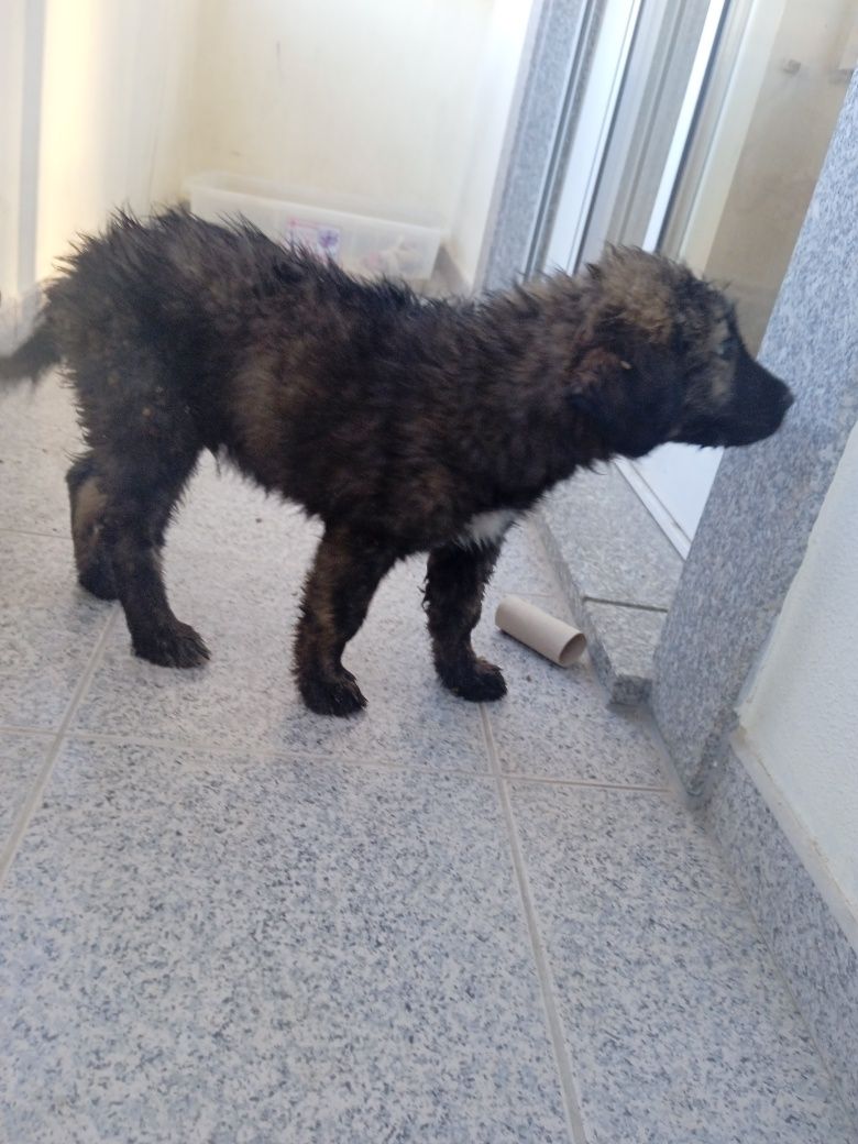 Cachorrinhos Serras da Estrela