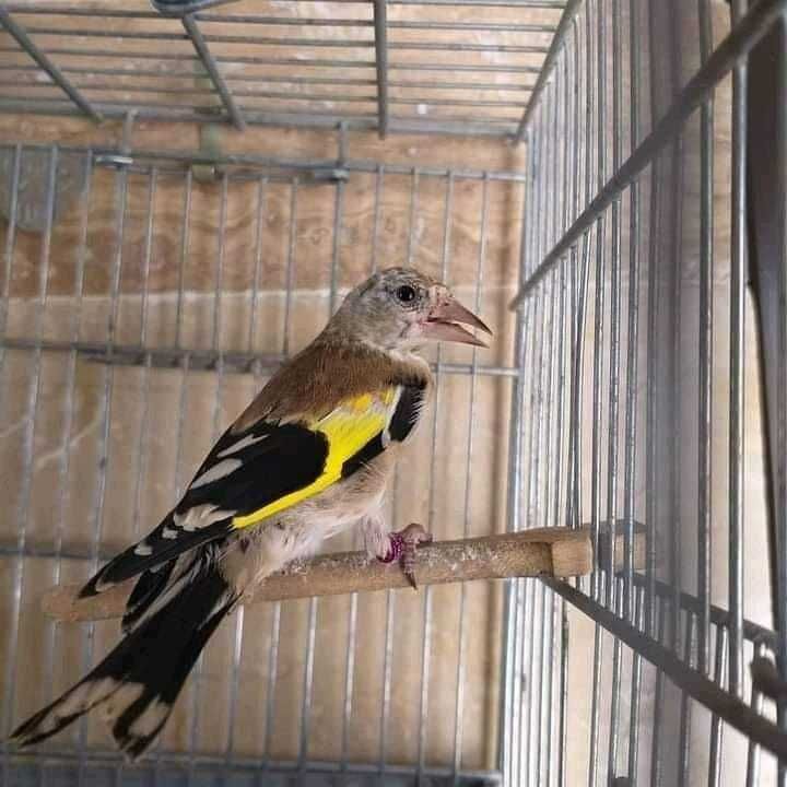 Aves  anilhadas  2024/2025