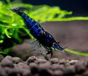 Neocaridina blue dream