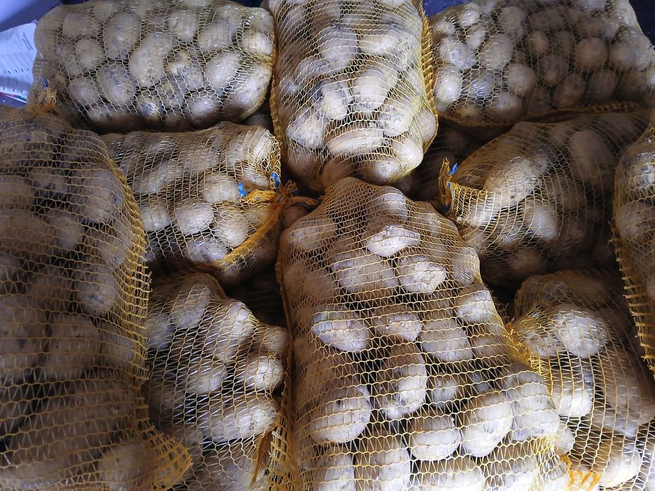 Ziemniak Denar , marchew, burak podłużny