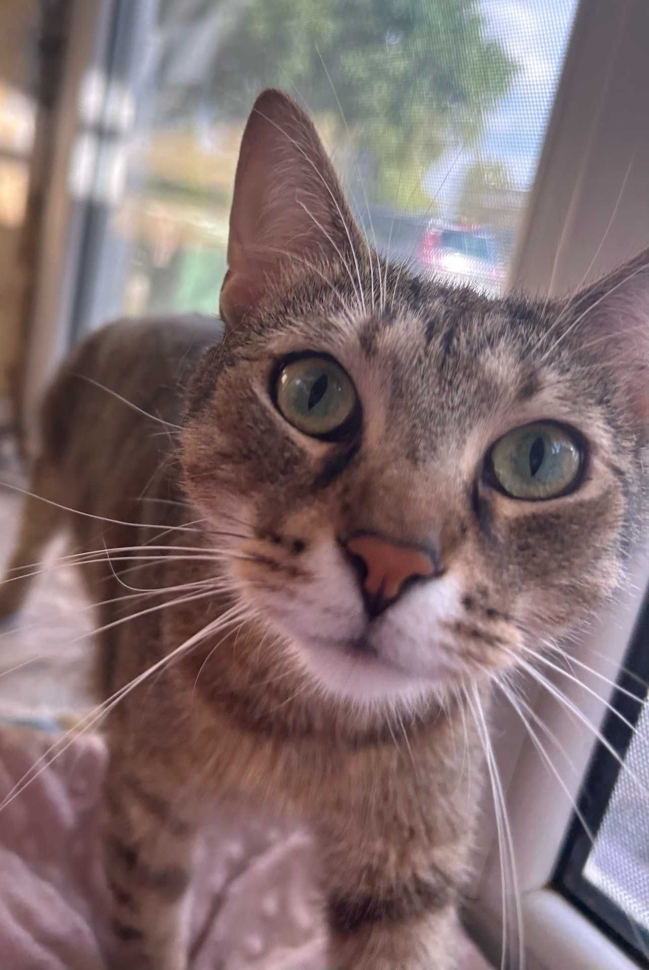 kot BARI poleca sie do adopcji