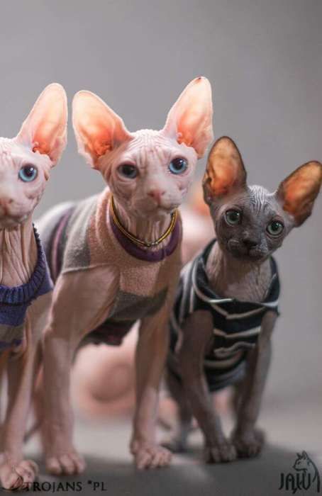 Kociak do odbioru juz po kastracji • Sphynx Sfinks • Sfinx Wwa i inne