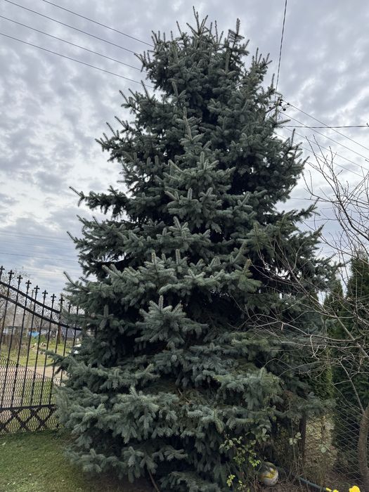 Ялинка голуба жива