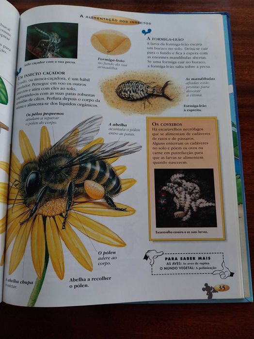 Os Insectos e as Aranhas, Disney - O Maravilhoso Mundo do Conhecimento