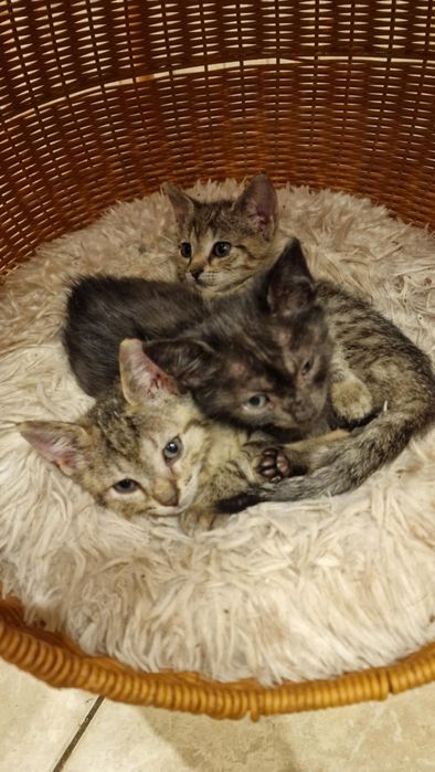 Śliczne malutkie kociaki