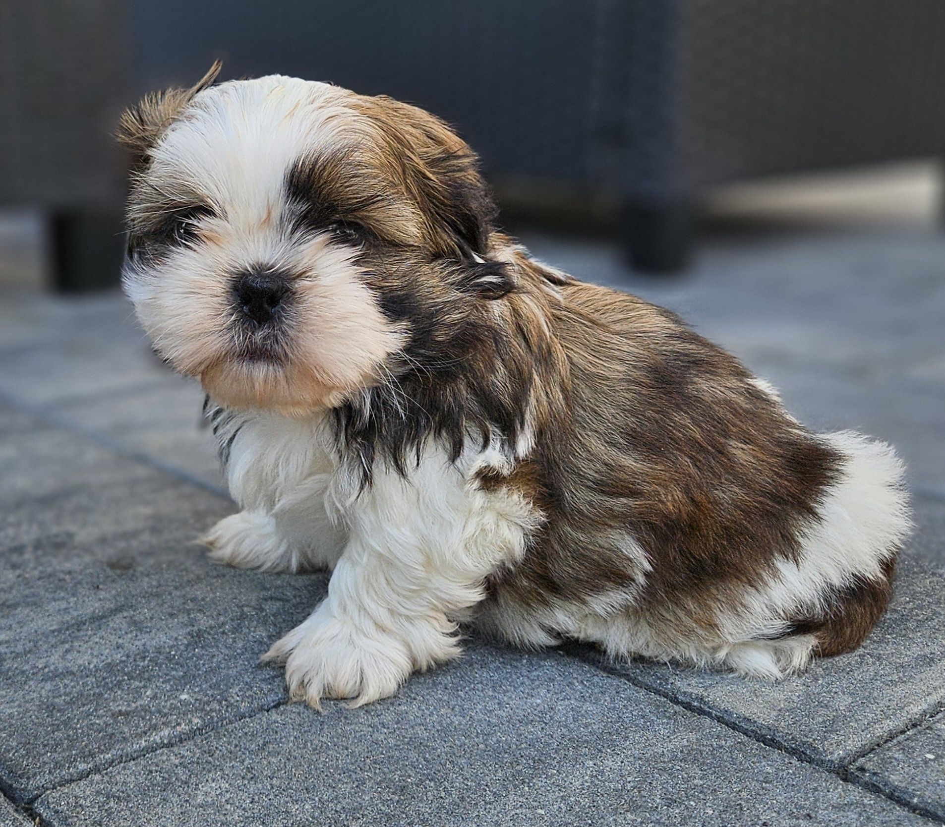 Shih tzu TRI color