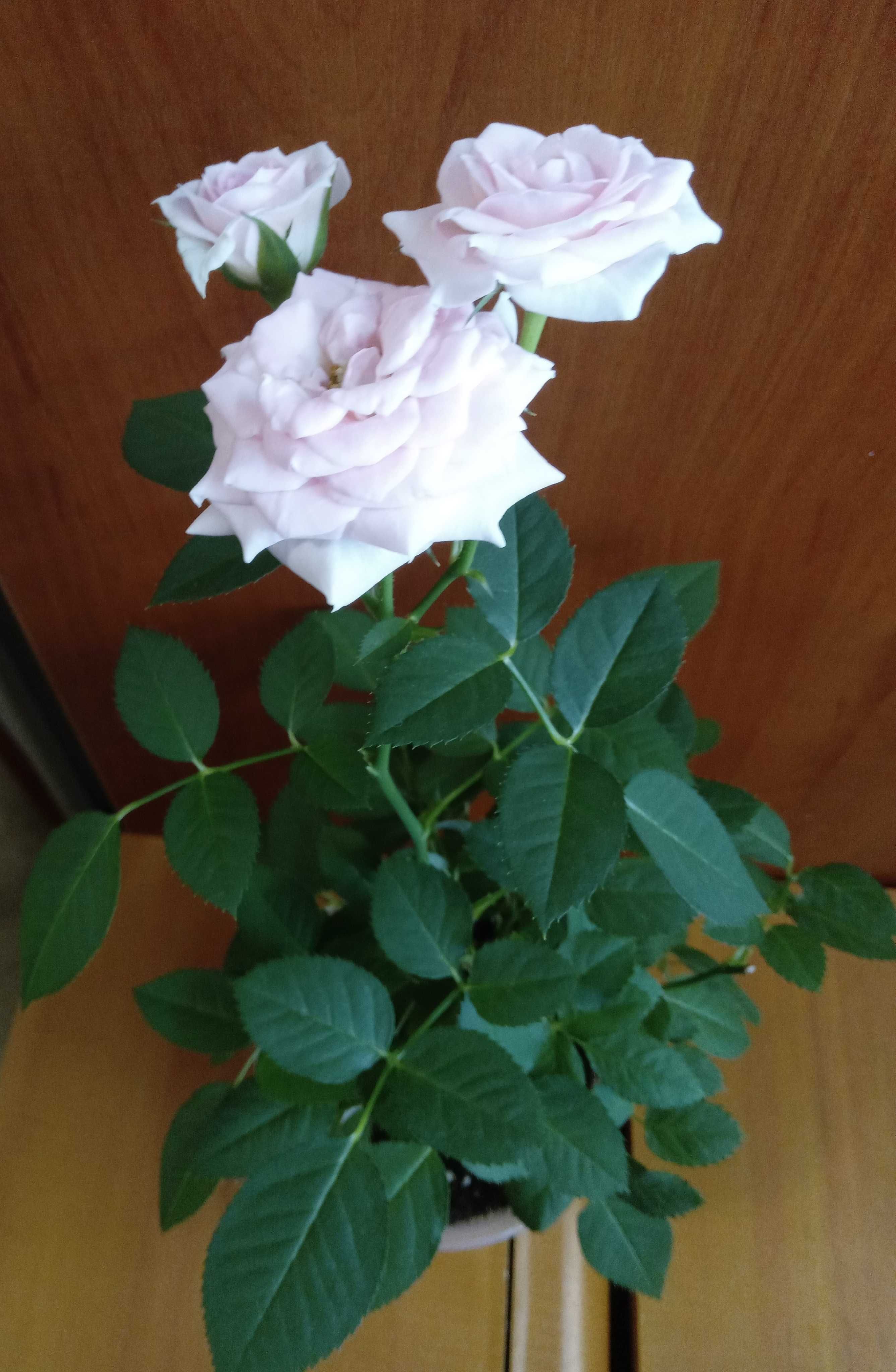 Роза комнатная нежно-розовая комнатные растения цветы горшочны троянда