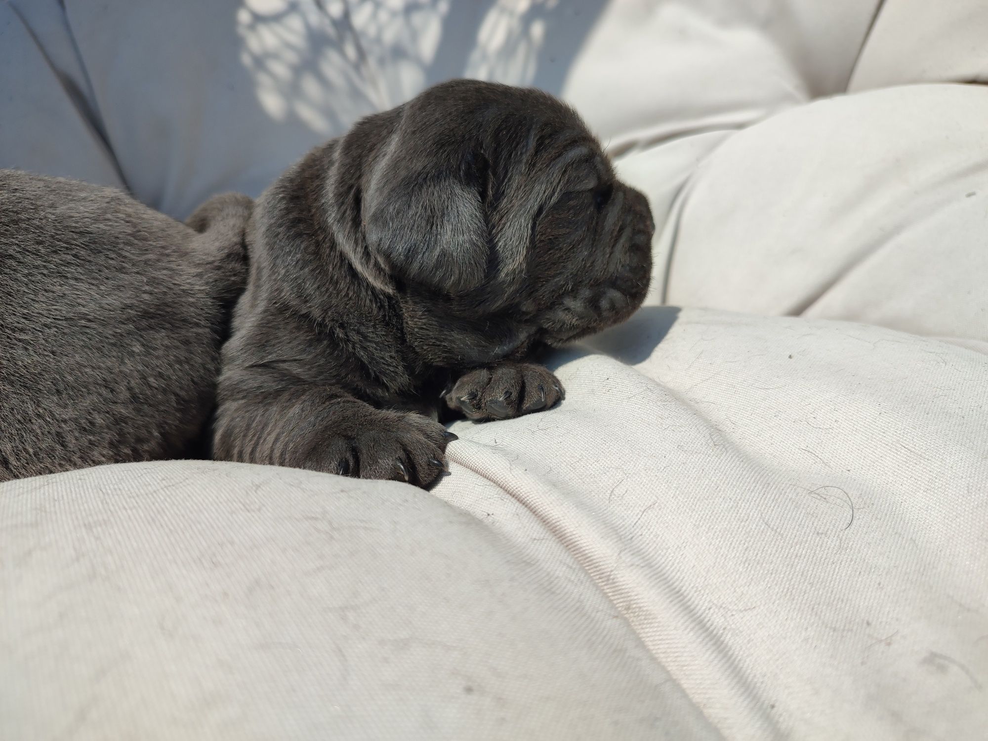 Cane Corso Italiano Sunia