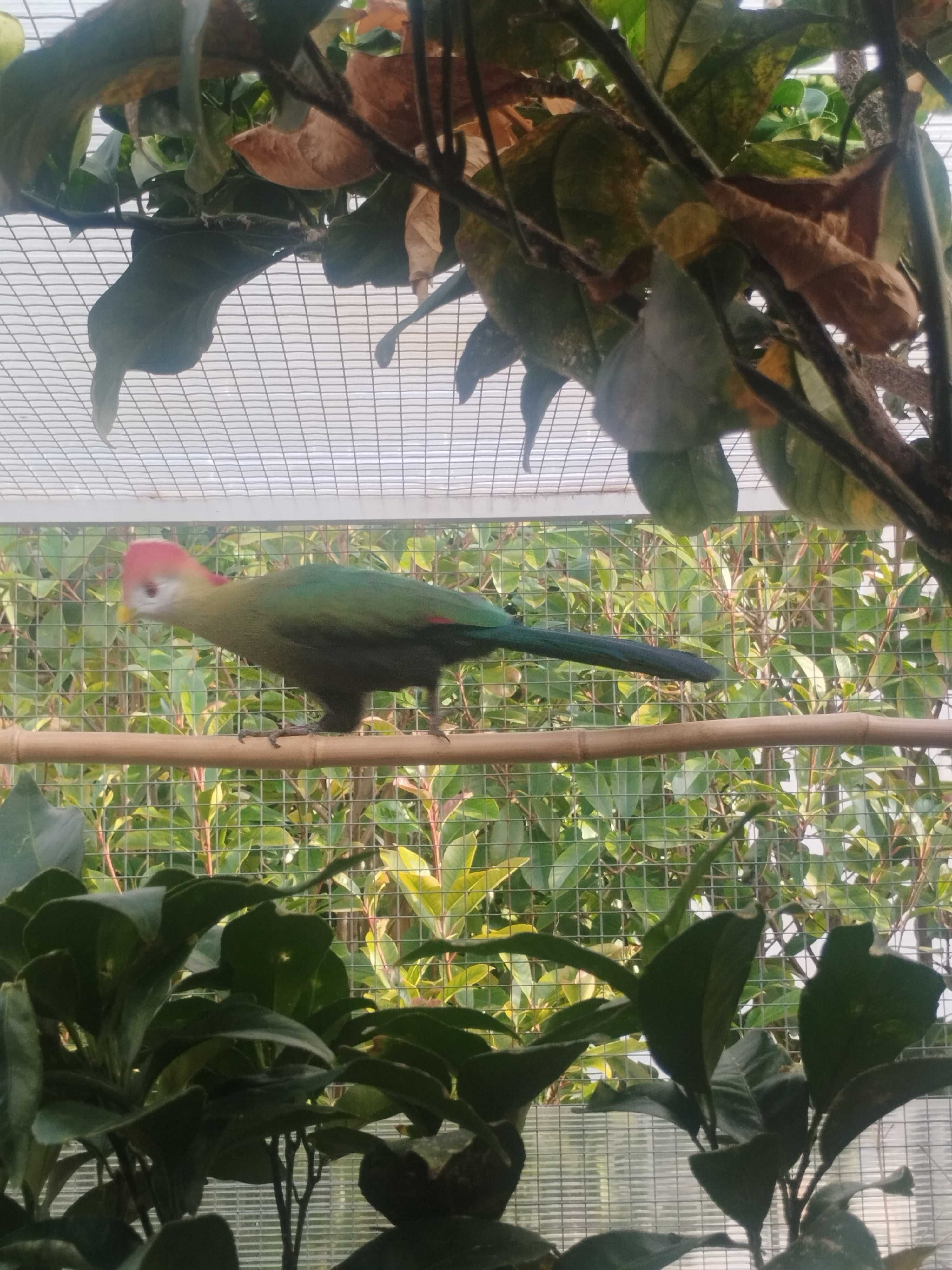 Tauraco macho crista vermelha