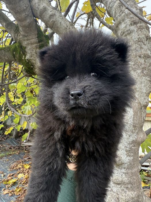 Chow Chow Macho Preto