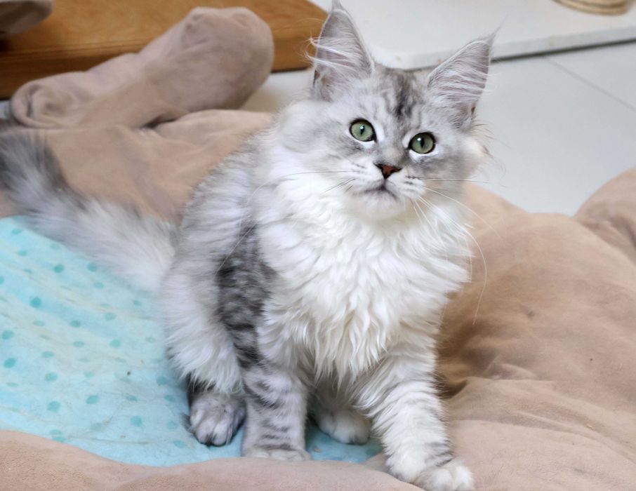 Cudowna, zielonooka koteczka Maine coon