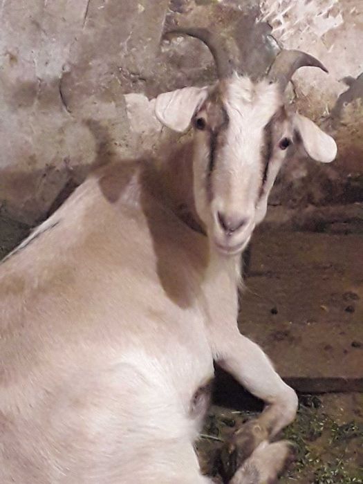 Продажа сельхозпродукции