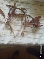 Sprzedam kryptokoryna czerwona