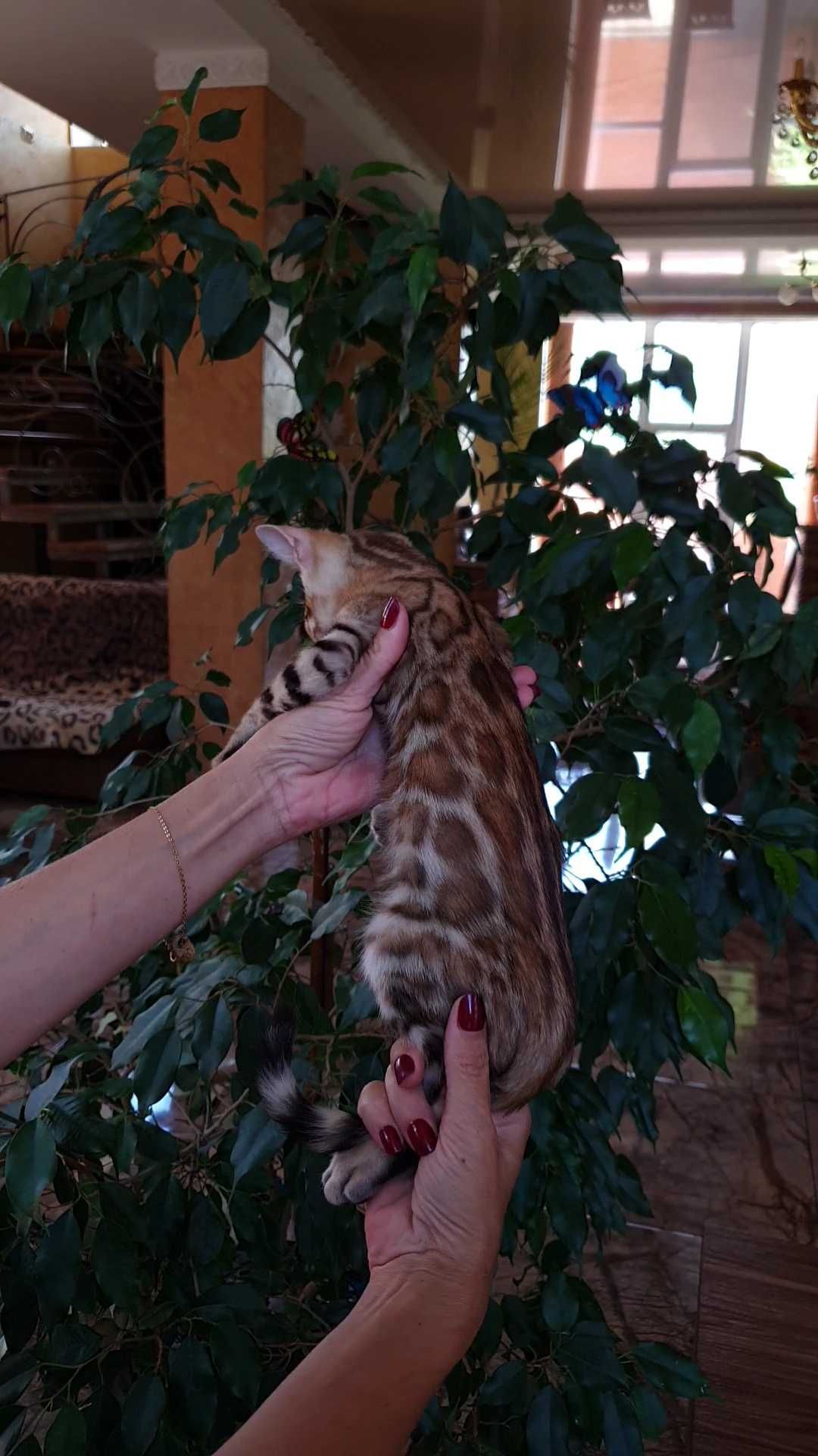 Бенгальский мальчик