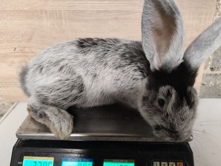 Króliki wjs samce