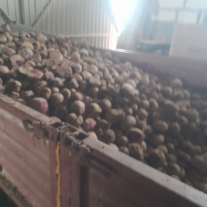 Buraki ćwikłowy , czerwony na  pasza Odpadowy