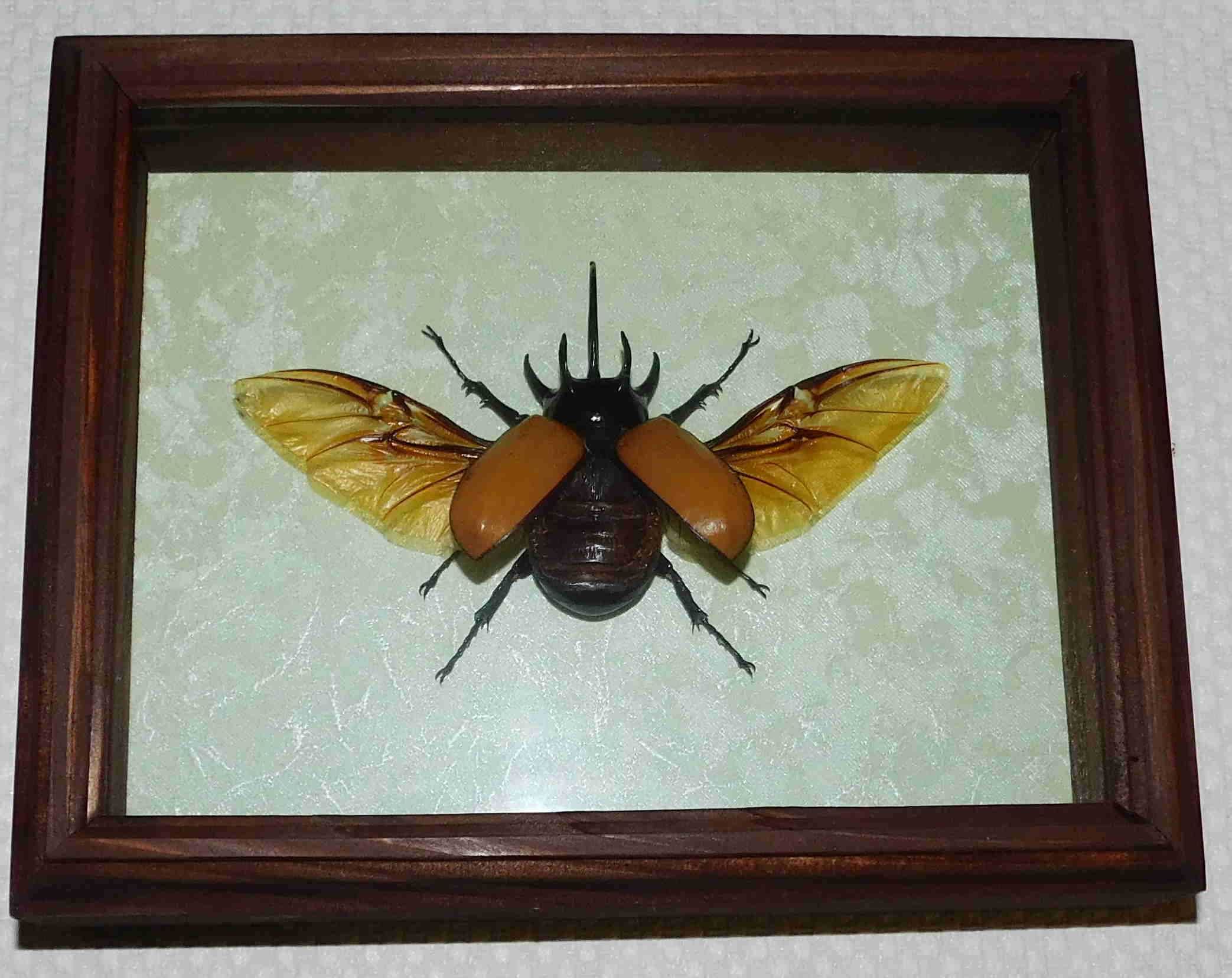 Насекомые коллекционные (бабочки, жуки и другие) в рамках и без