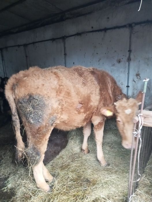 Jałówke mięsna do chowu