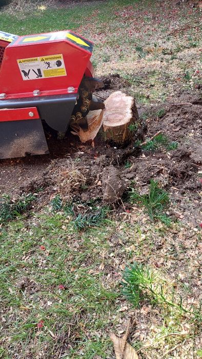 Frezowanie pni , wycinka drzew , usługi rębakiem