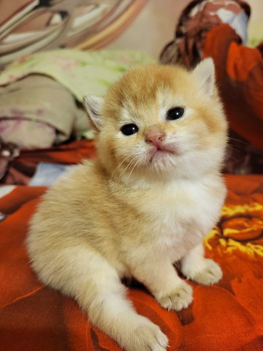 Бронь дівчинка золота шиншилла.