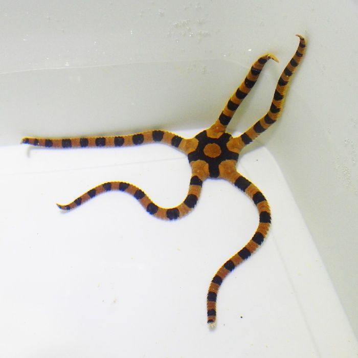 Ophiolepis superba -wężowidło - akwarium morskie