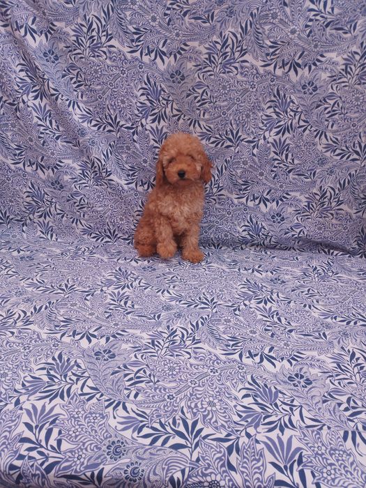 Продам той пуделя.