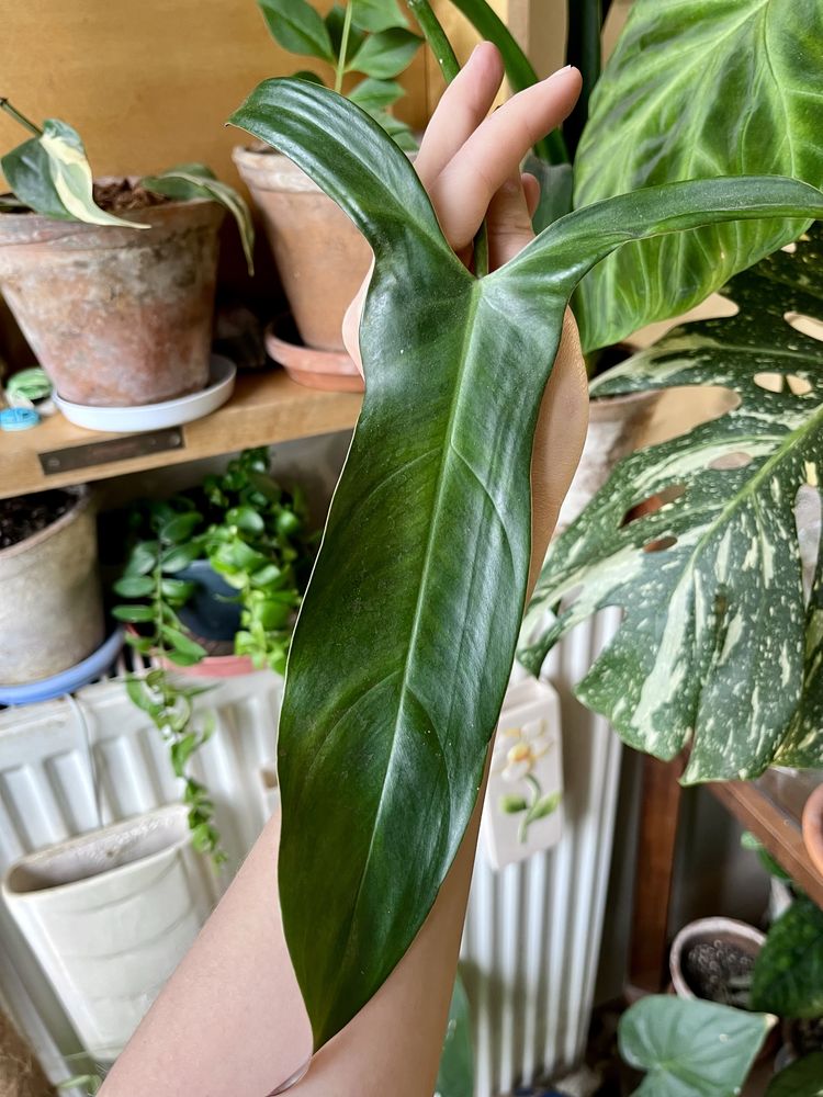 philodendron mexicanum