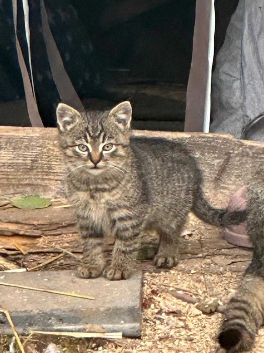 jednego  małego kotka oddam za darmo