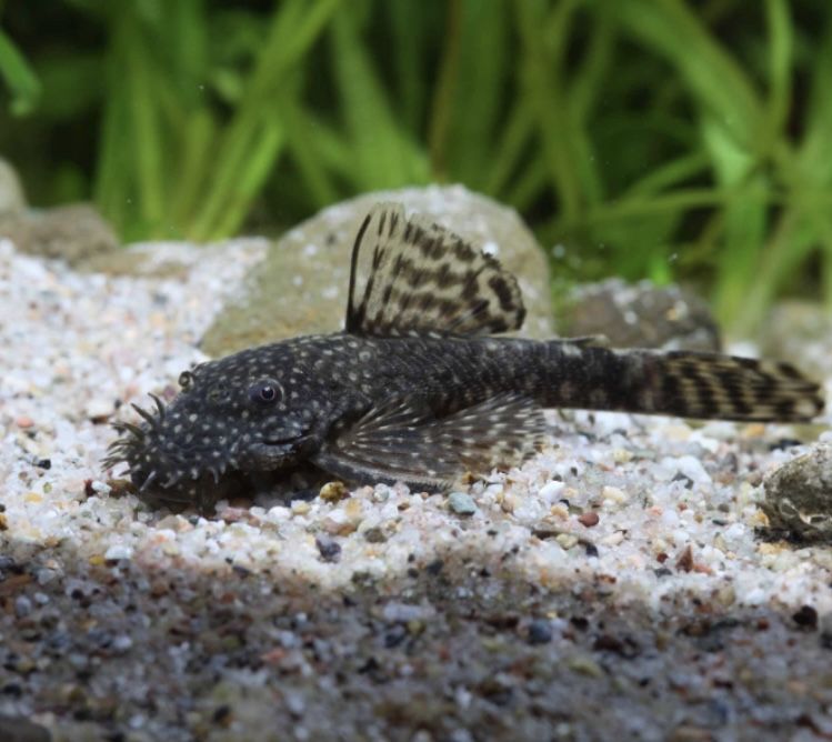 Dois peixes limpa-vidros