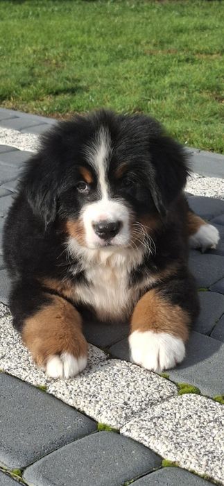 Berneński pies pasterski