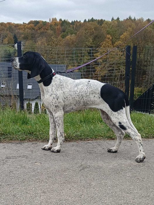 Pointer, piękna suczka- wyżeł angielski FCI