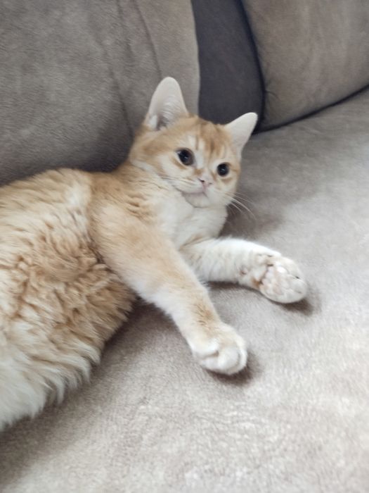 Шотландський хлопчик" золота шиншила."