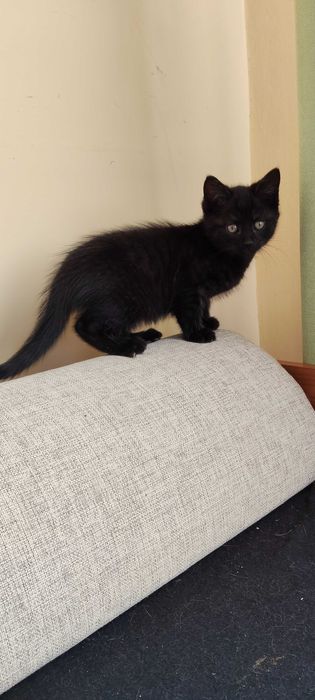 Oddam za darmo kotki