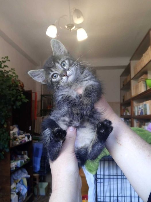Тигровые котята, 2 мес.