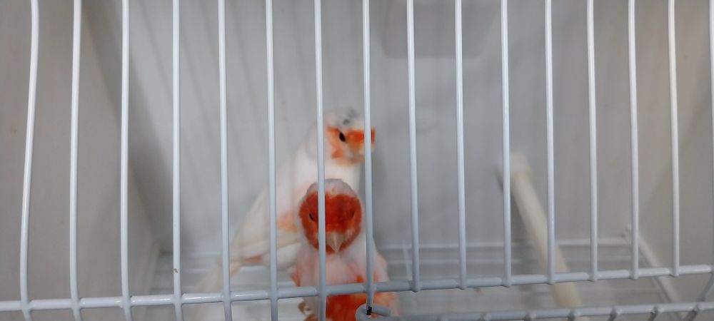 Canários Mosaicos vermelhos