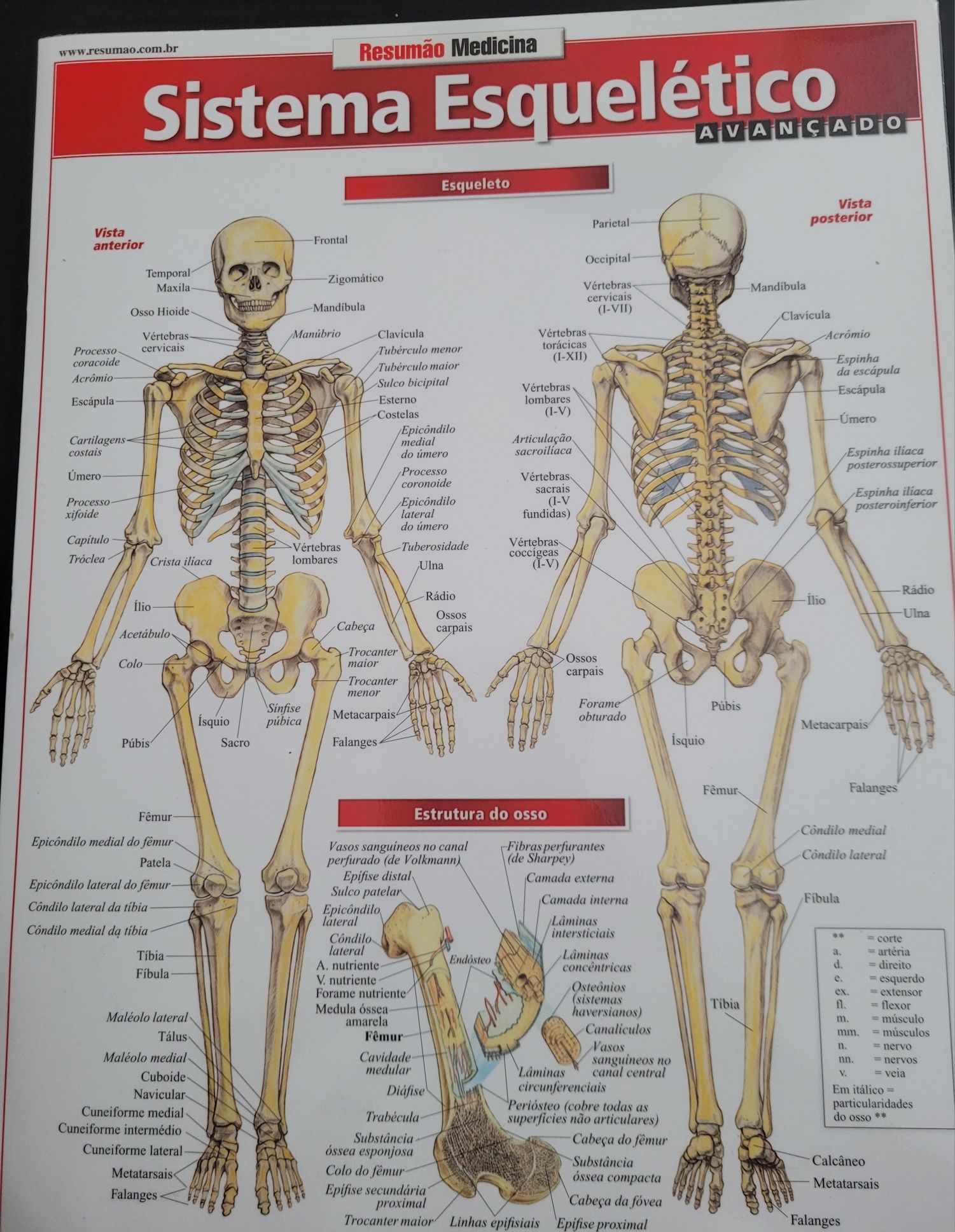 Fichas resumo de Anatomia