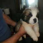 Lindíssimo peluche tricolor
