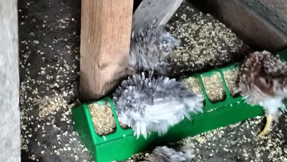 Peniscos/Coquichos com Três meses