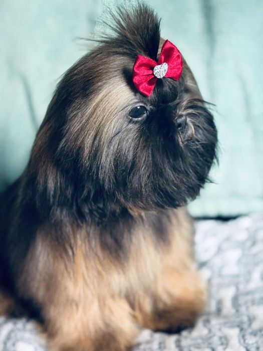 Piesek Loris 5 m-cy shih tzu Zkwp FCI szuka domku