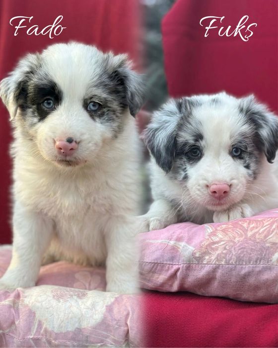 Szczeniak border collie z rodowodem (z bad.genetycznymi)