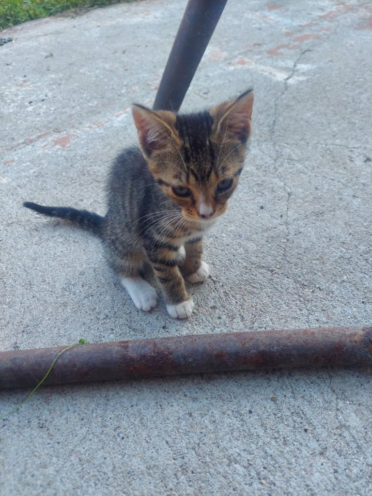 Oddam kotki w dobre ręce