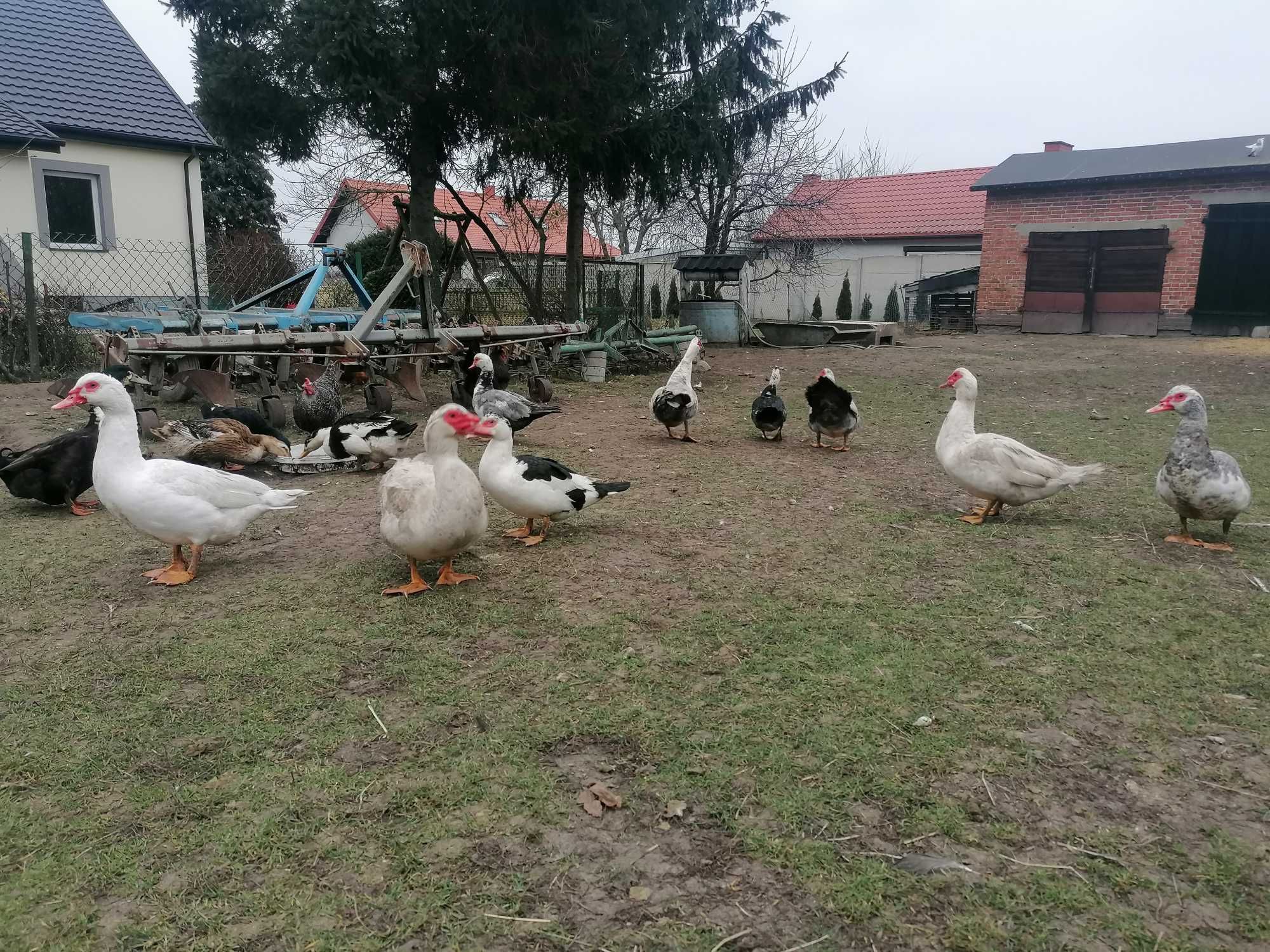 Sprzedam kaczory i kaczki