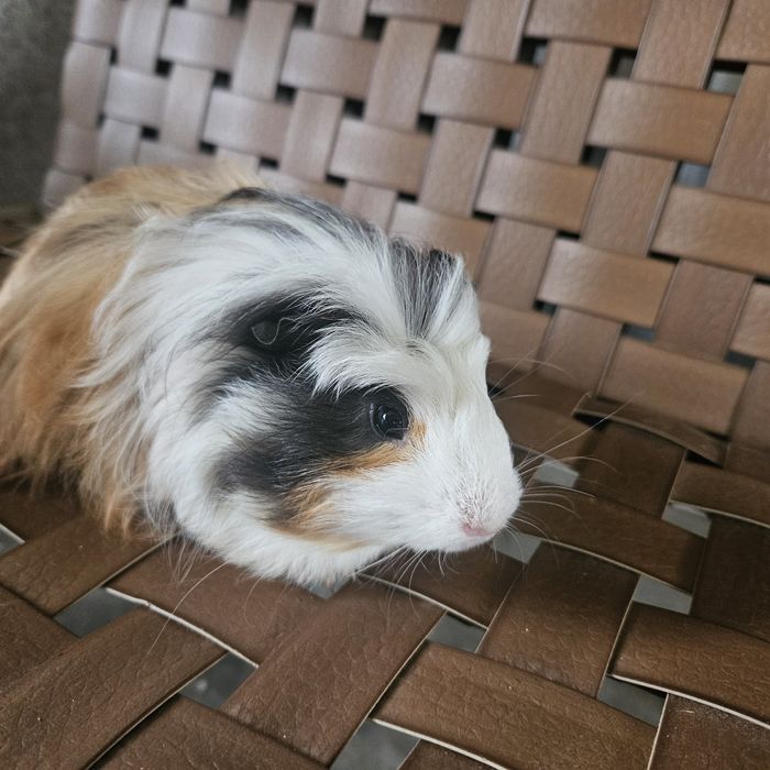 Świnka morska rasa sheltie , silki