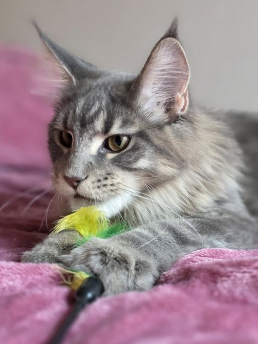 Adopcja kocurek Maine Coon FPL