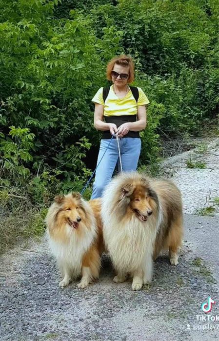 Щенки колли