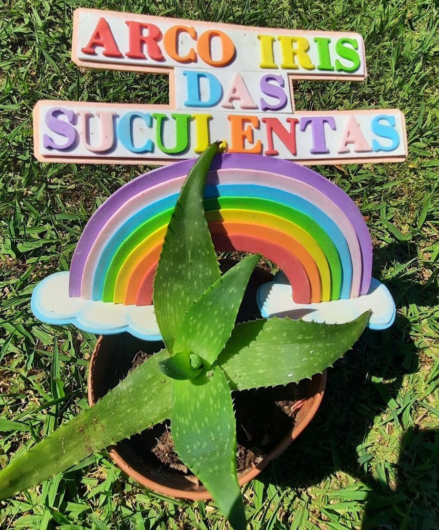Suculentas - desde 3€